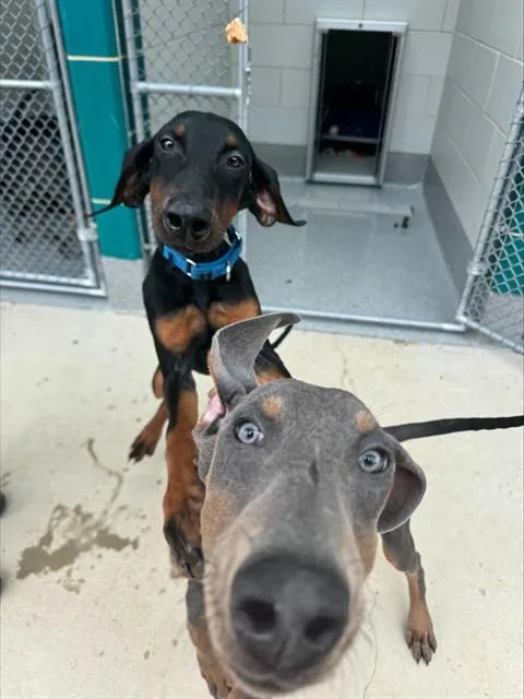 A baby medium-sized male Doberman Pinscher dog named Heirloom for adoption in Leesburg, VA