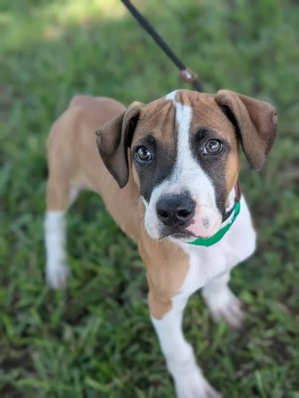 A baby small-sized male Tricolor (Brown, Black, & White) Boxer dog named Humphrey Bogart for adoption in Aiken, SC