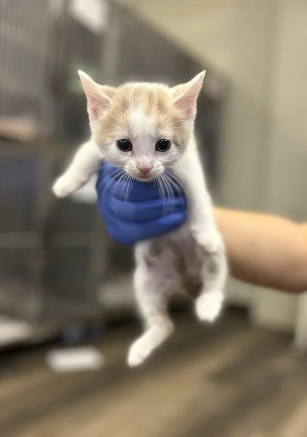 A baby small-sized female Domestic Short Hair cat named Chloe for adoption in Victorville, CA