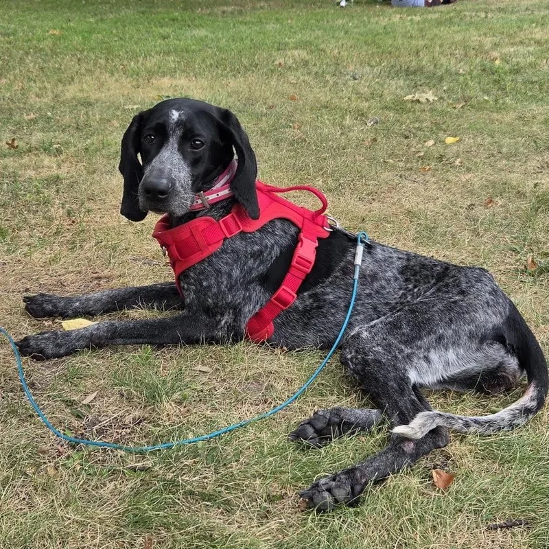 An adult medium-sized female Bluetick Coonhound dog named Paisley for adoption in Crystal, MN