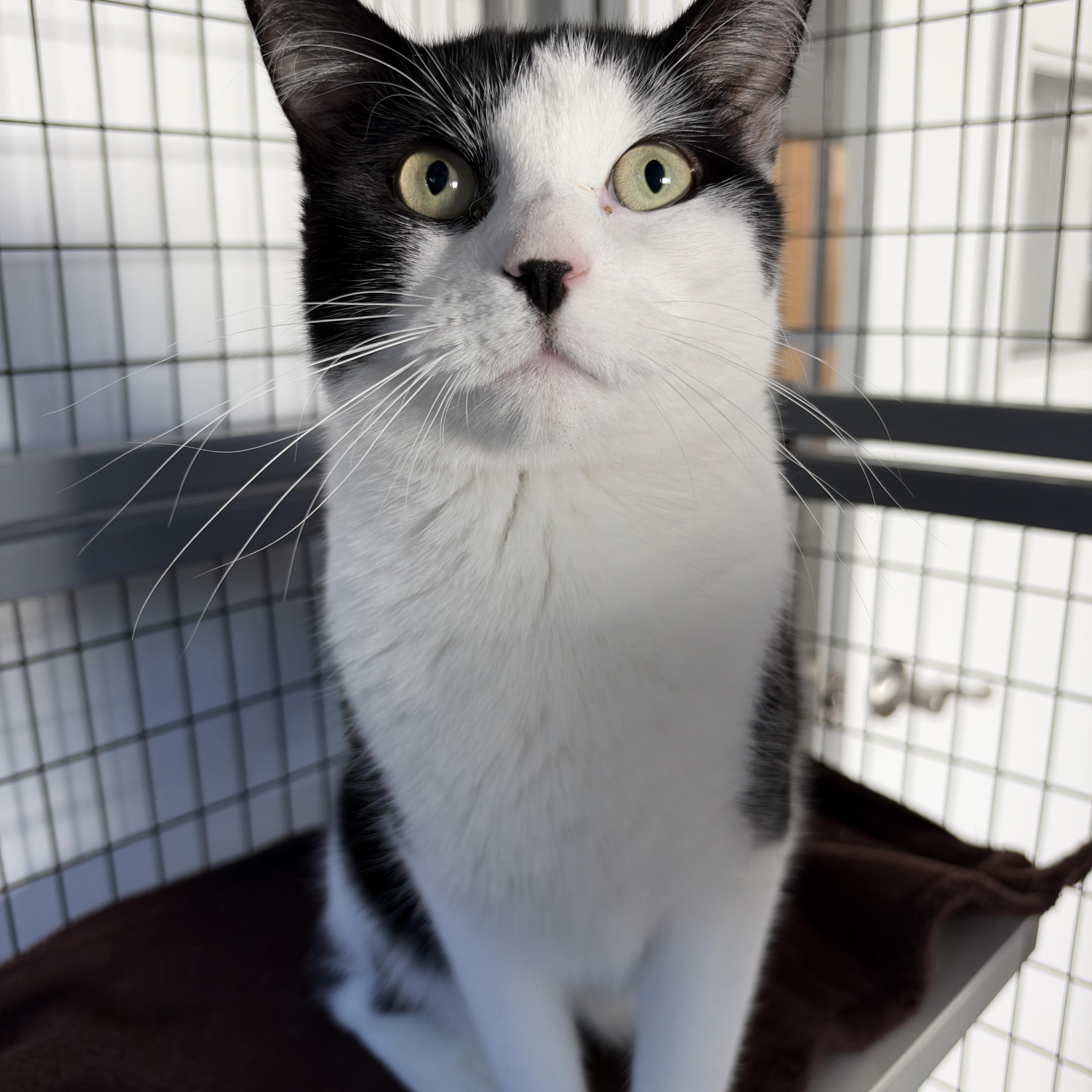 A young medium-sized female American Shorthair cat named Steve for adoption in Hull, MA