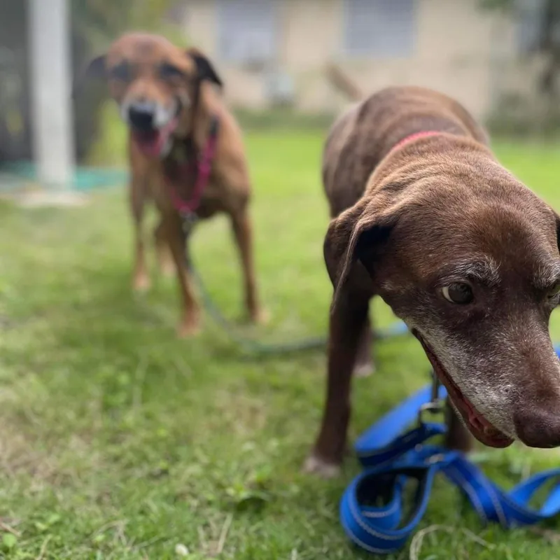 Serena Williams thumbnail 5