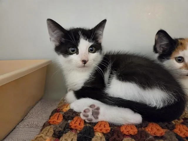A baby small-sized male Domestic Short Hair cat named Biggie for adoption in Salinas, CA