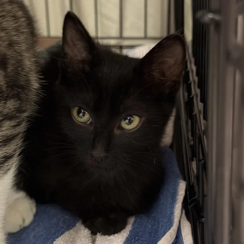 A baby small-sized male Black Domestic Short Hair cat named Dynasty for adoption in Austin, TX
