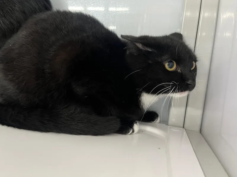 A baby medium-sized female Domestic Short Hair cat named Valley for adoption in Raleigh, NC