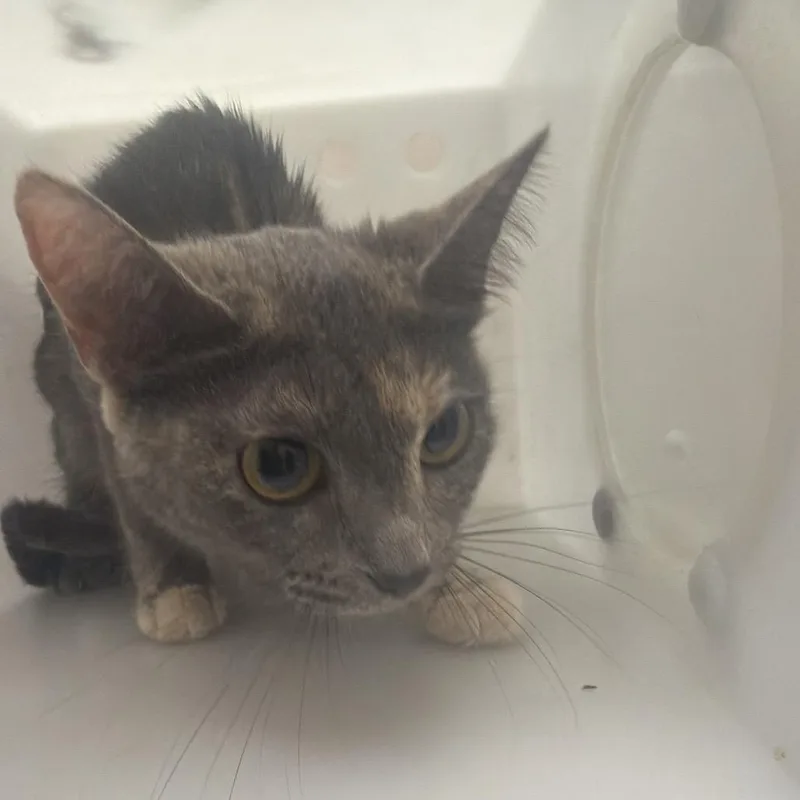 An adult medium-sized female Gray / Blue / Silver Domestic Short Hair cat named Florian for adoption in Birmingham, AL