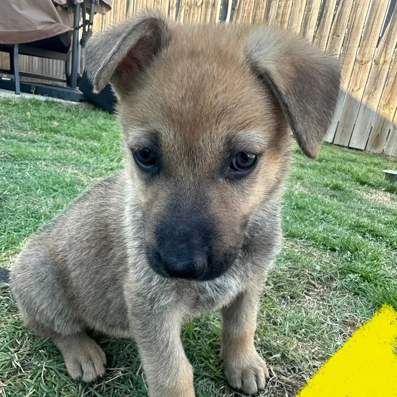 A baby small-sized female Yellow / Tan / Blond / Fawn German Shepherd Dog dog named Crunch for adoption in Tulsa, OK