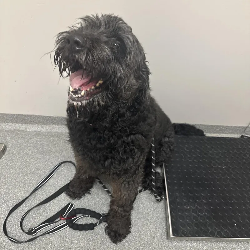 An adult large-sized female Black Standard Poodle dog named Gypsy for adoption in Batavia, OH