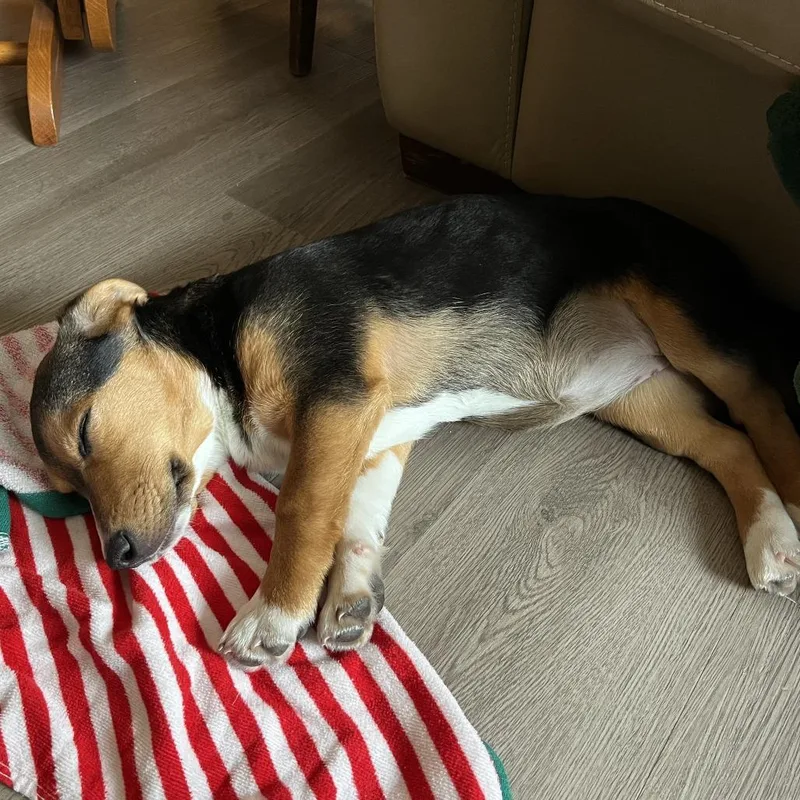 Nellie D thumbnail 3