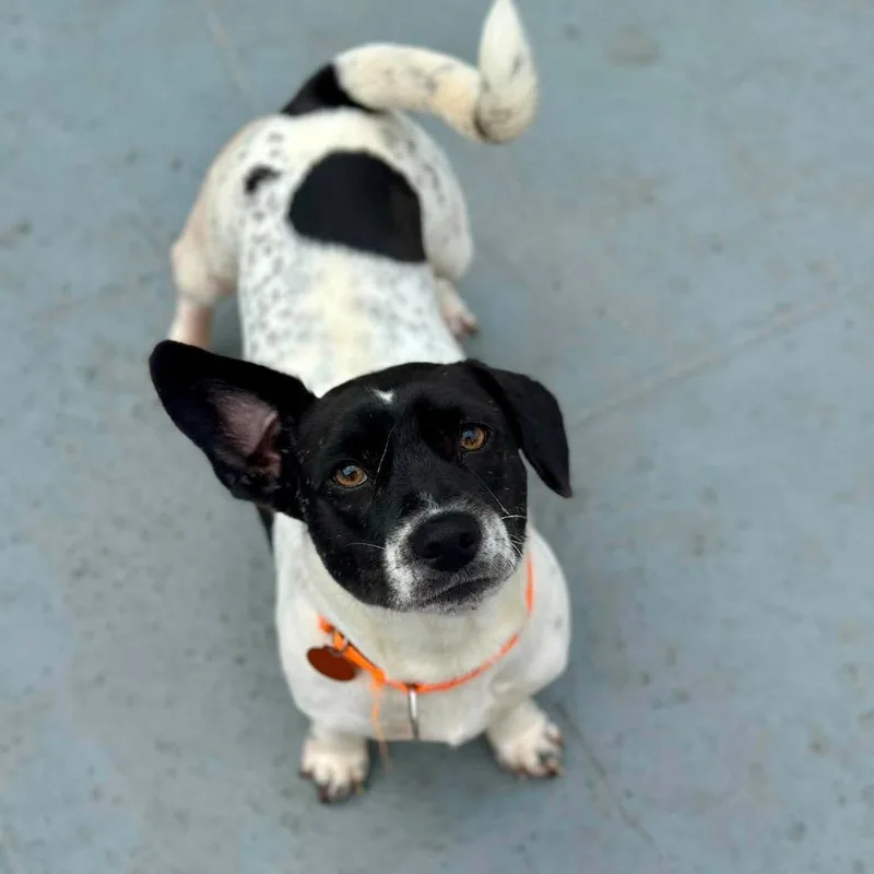 A young small-sized female White / Cream Beagle dog named Haba for adoption in Seminole, FL