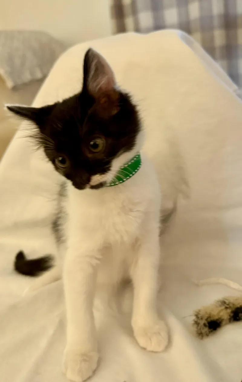 A baby large-sized male Black & White / Tuxedo Domestic Long Hair cat named Chaco for adoption in Seneca, SC