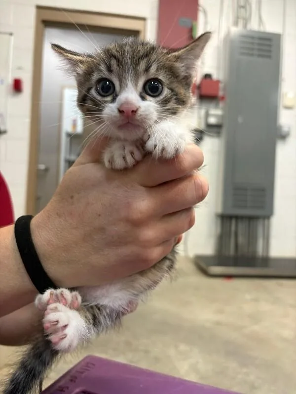 A young medium-sized male Domestic Short Hair cat named CousCous for adoption in Saint Charles, MO