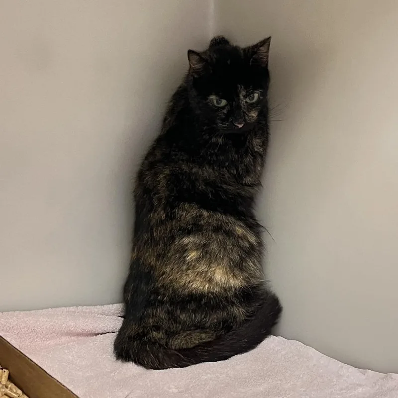 An adult medium-sized female Tortoiseshell Domestic Short Hair cat named Blackie for adoption in Harrisonburg, VA