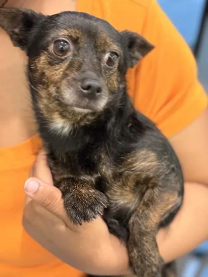 An adult small-sized female Mixed Breed dog named Coco Chanel for adoption in Memphis, TN