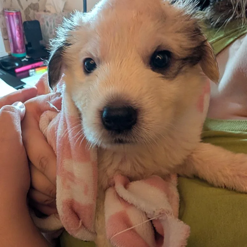 A baby small-sized female Brown / Chocolate Great Pyrenees dog named Gwen for adoption in Lynchburg, VA