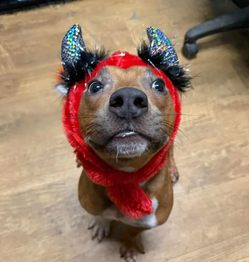 A young medium-sized male Tricolor (Brown, Black, & White) Pit Bull Terrier dog named Shrewberry for adoption in Mechanicsburg, PA