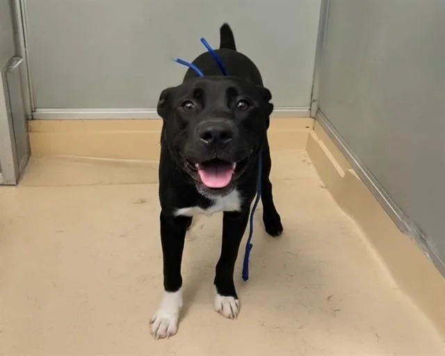 Tyson