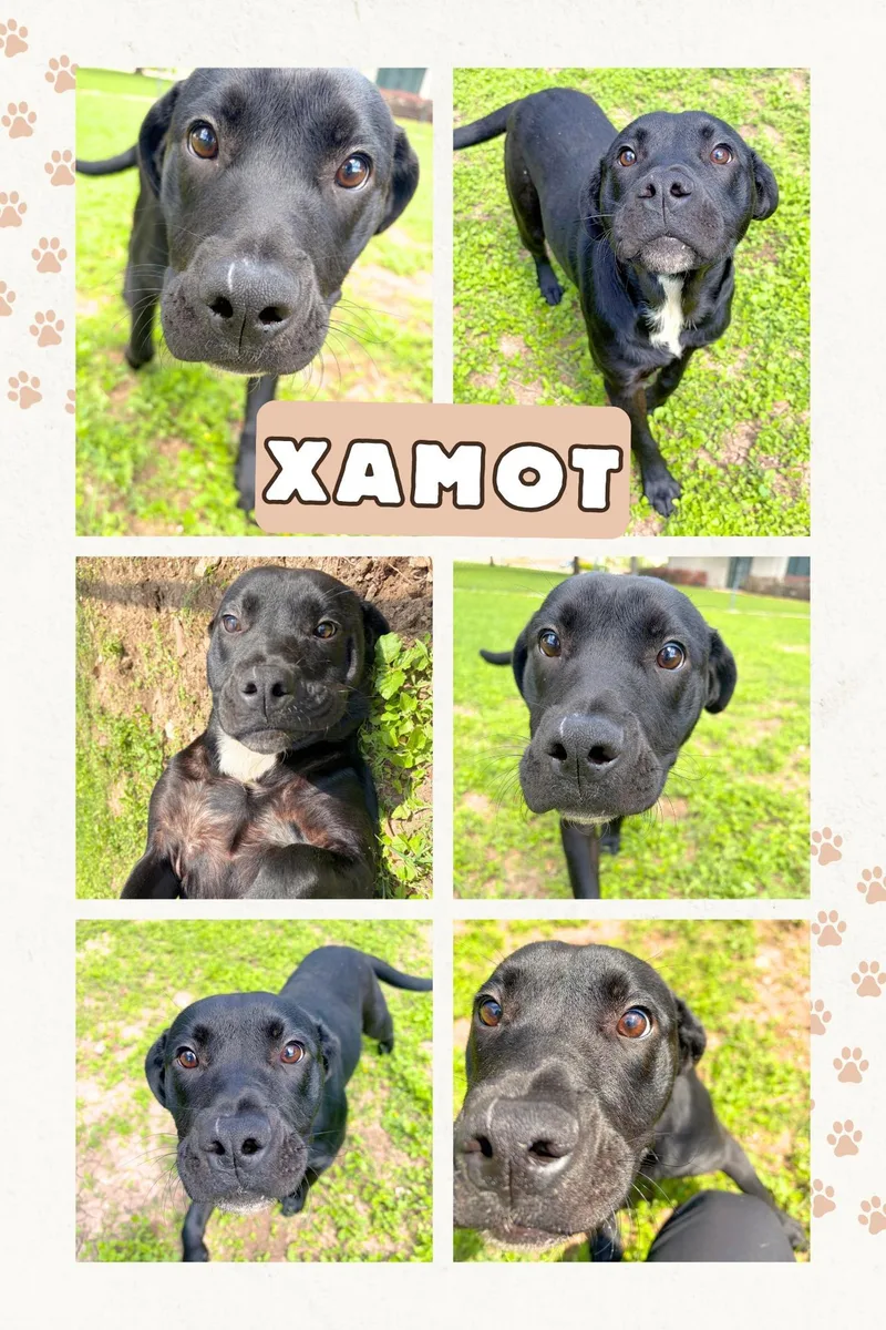A young medium-sized male Black Retriever dog named Xamot for adoption in Universal City, TX