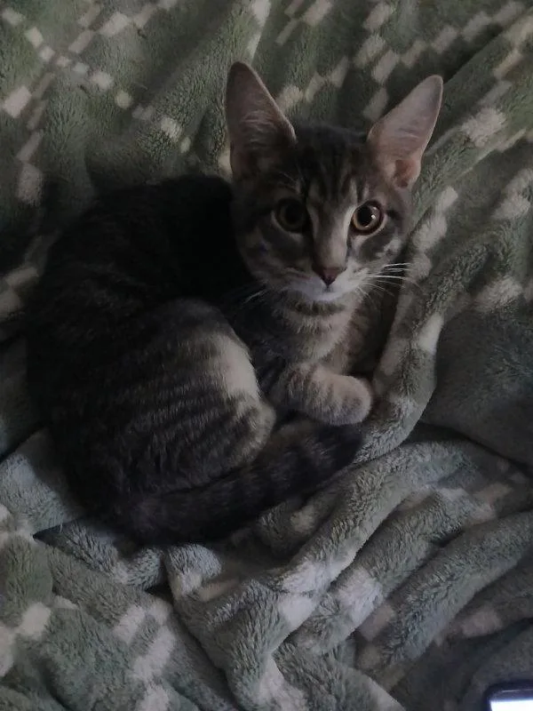 A young medium-sized male Domestic Short Hair cat named Dion for adoption in Delran, NJ