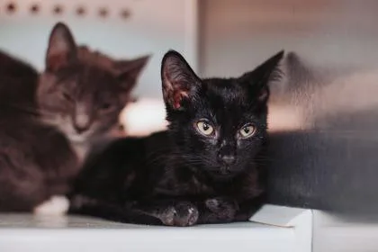 A young small-sized female Domestic Short Hair cat named a Butterfly for adoption in North Charleston, SC