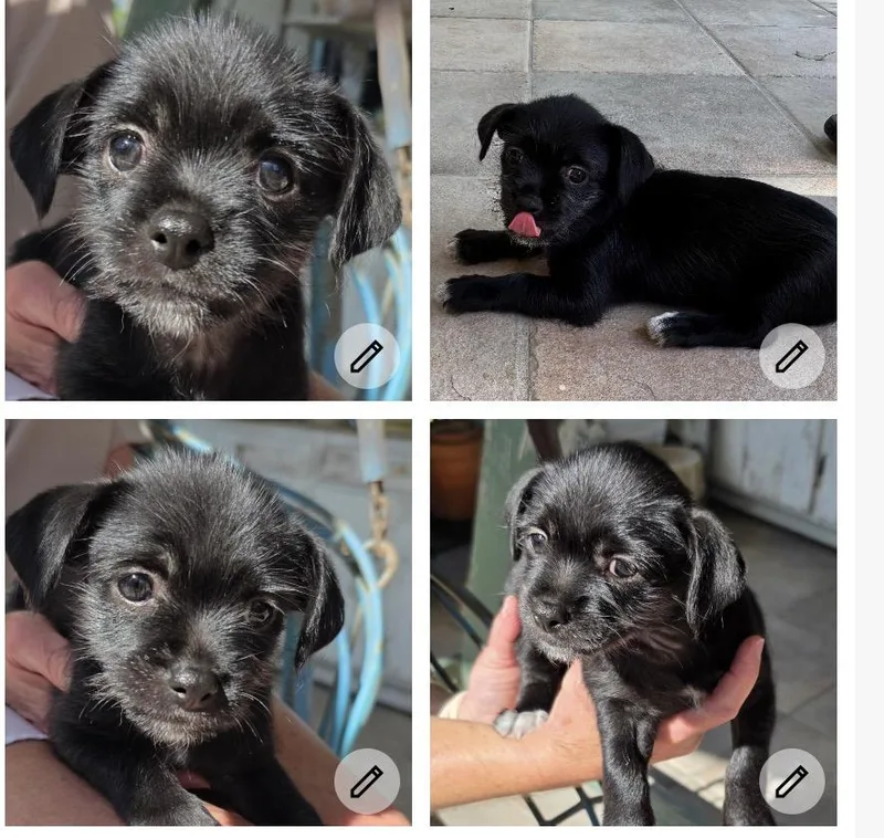 A baby small-sized female Black Shih Tzu dog named Baby Shih Zu chiweenie for adoption in canyon lake, TX