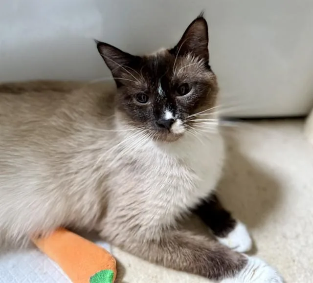 A young small-sized female Siamese cat named Kayla for adoption in Saint Louis, MO