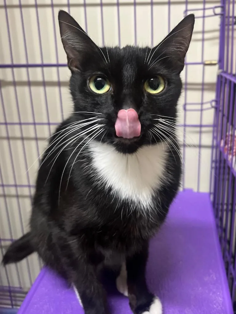 Betty Boop thumbnail 2