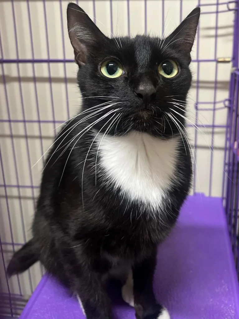 Betty Boop thumbnail 3