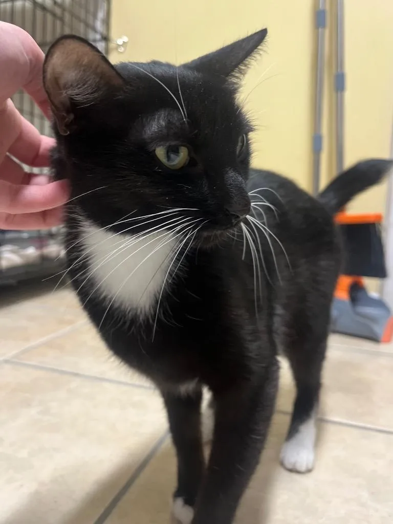 Betty Boop thumbnail 4