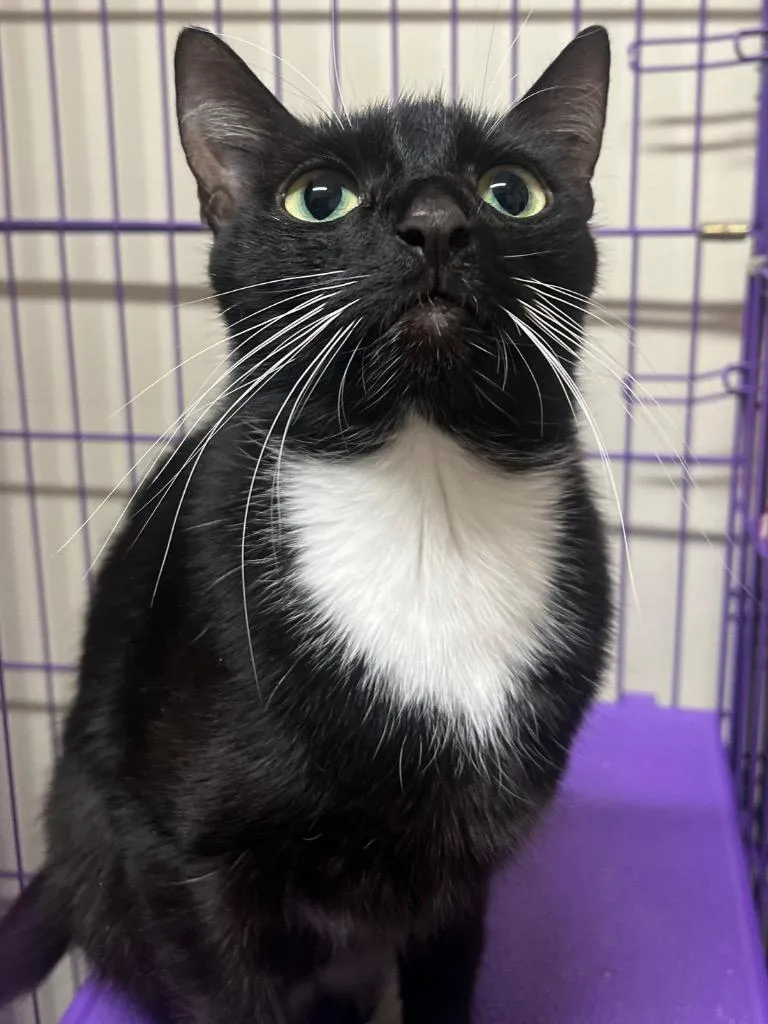 Betty Boop thumbnail 5