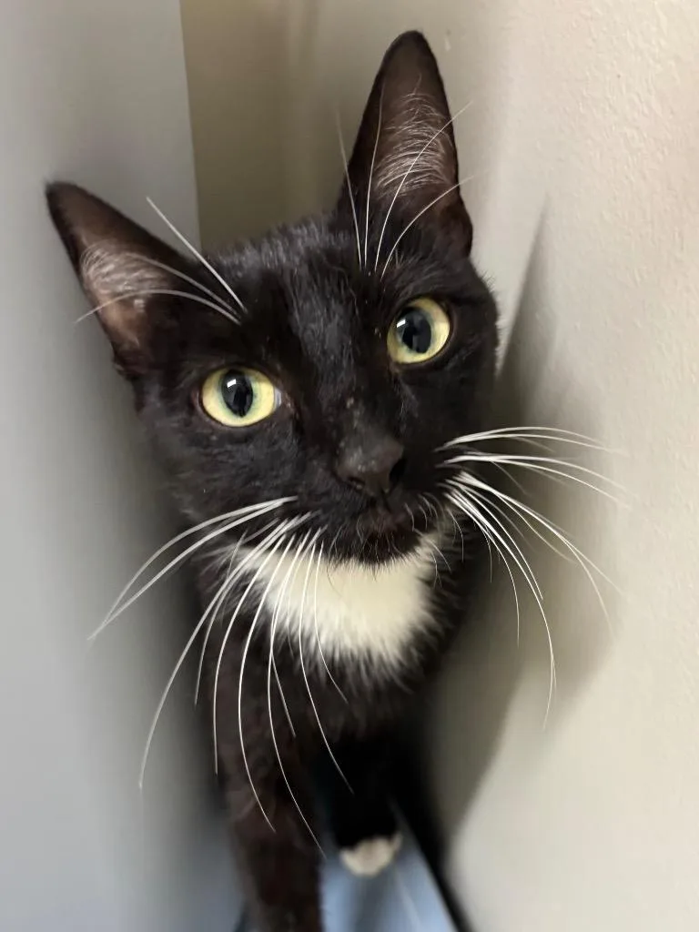 Betty Boop thumbnail 6