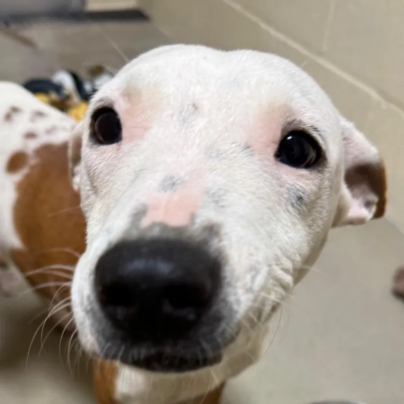 A baby small-sized female White / Cream Labrador Retriever dog named Star for adoption in Palestine, TX