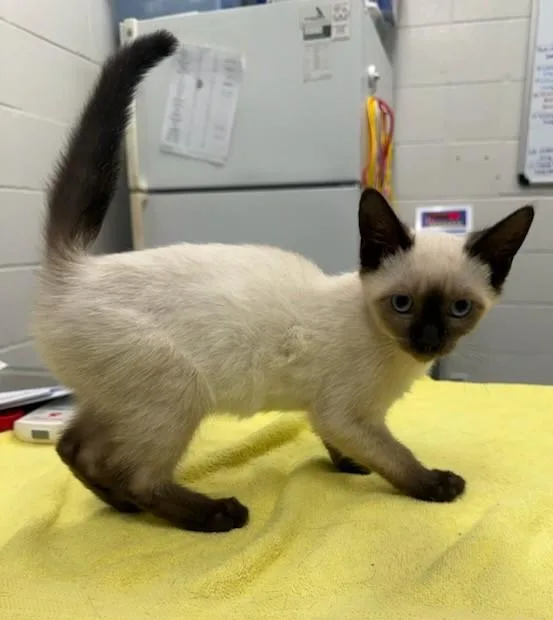 A baby small-sized female Siamese cat named Red Bean for adoption in Peoria, IL