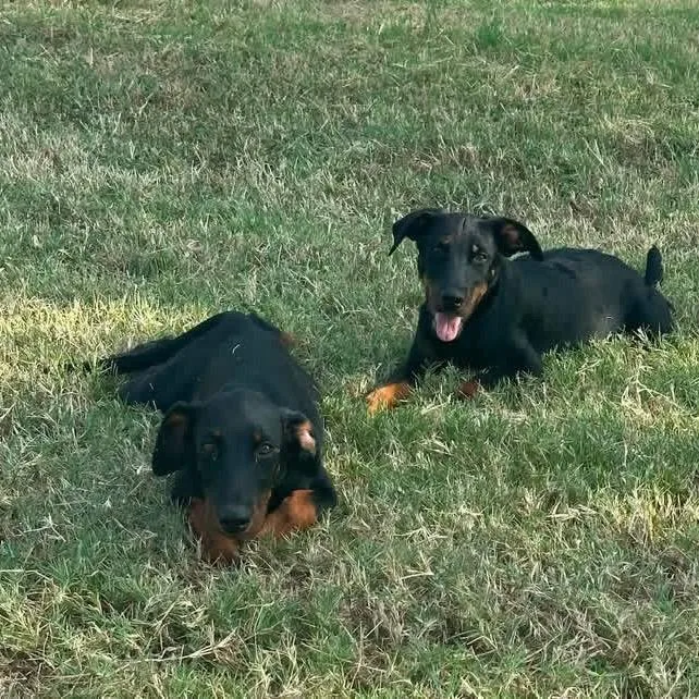 A baby medium-sized female Black Doberman Pinscher dog named Cove for adoption in Aledo, TX