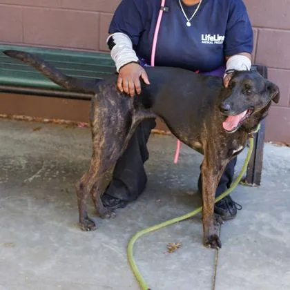 An adult large-sized female Mixed Breed dog named Symphonic for adoption in Chamblee, GA