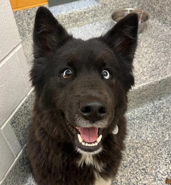 A young medium-sized male Siberian Husky dog named Grizz for adoption in Golden, CO