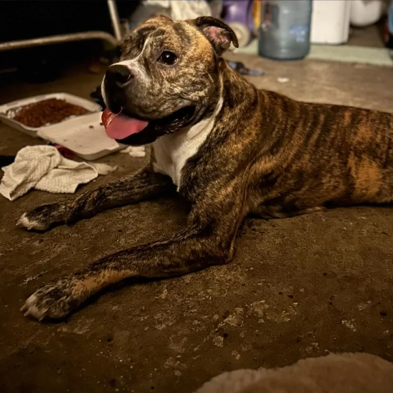 Good Boi thumbnail 2