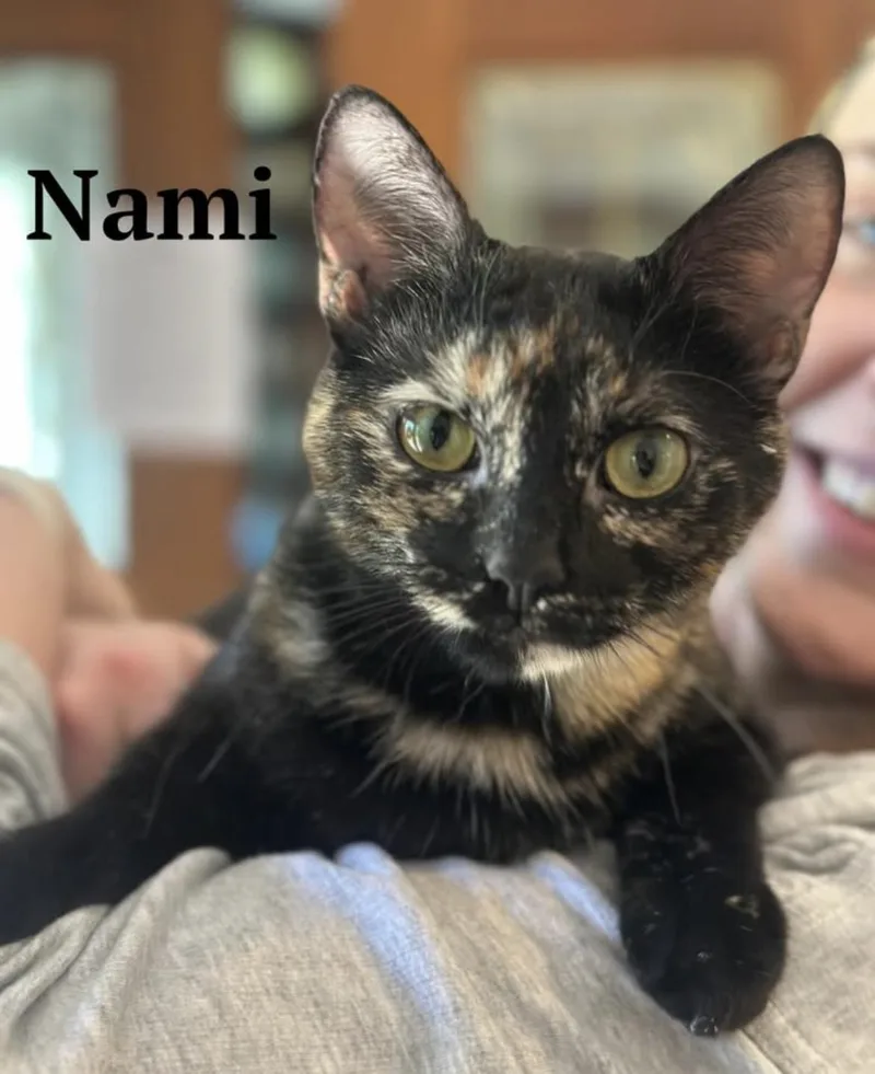 A young medium-sized female Tortoiseshell Domestic Short Hair cat named Nami for adoption in Cincinnati, OH