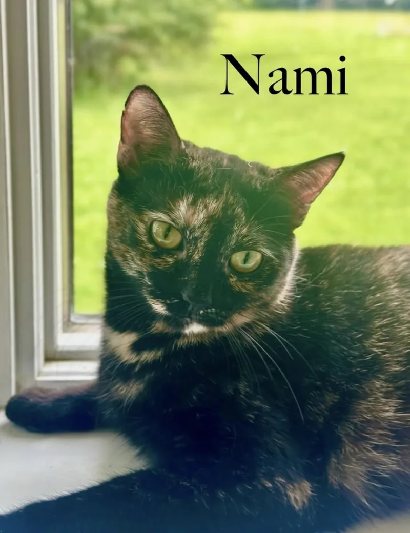 Nami thumbnail 2