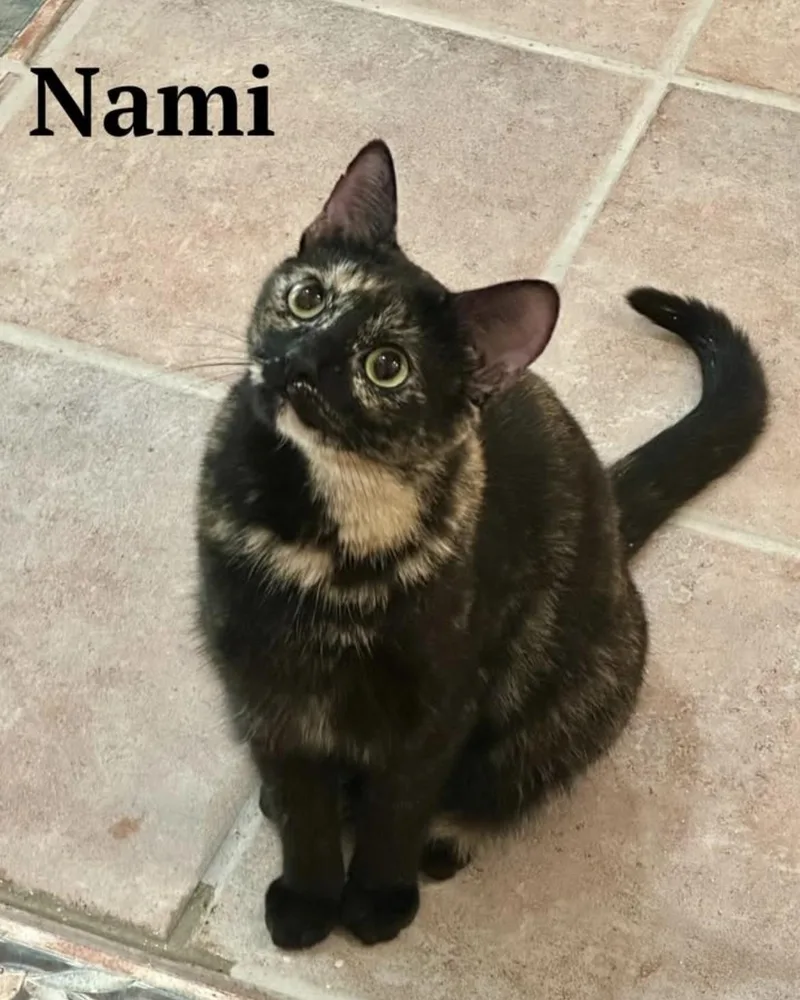 Nami thumbnail 3