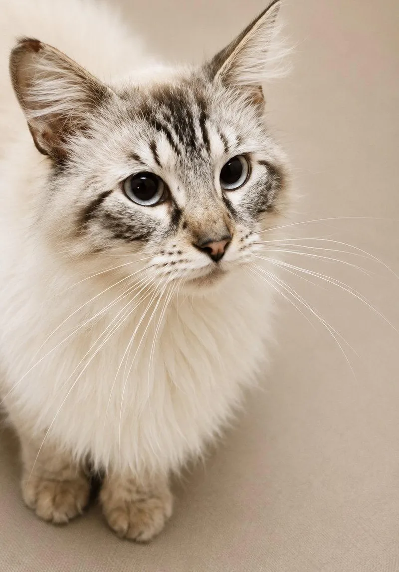 A baby medium-sized male Himalayan cat named Echo Napa for adoption in Napa, CA