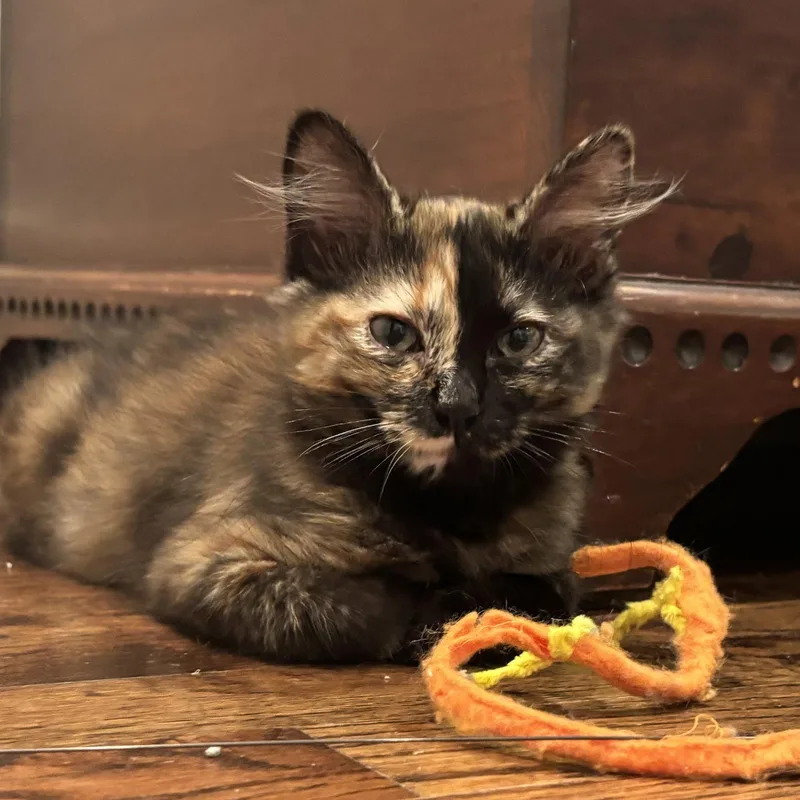 A baby medium-sized female Tortoiseshell cat named Nora for adoption in Garland, TX