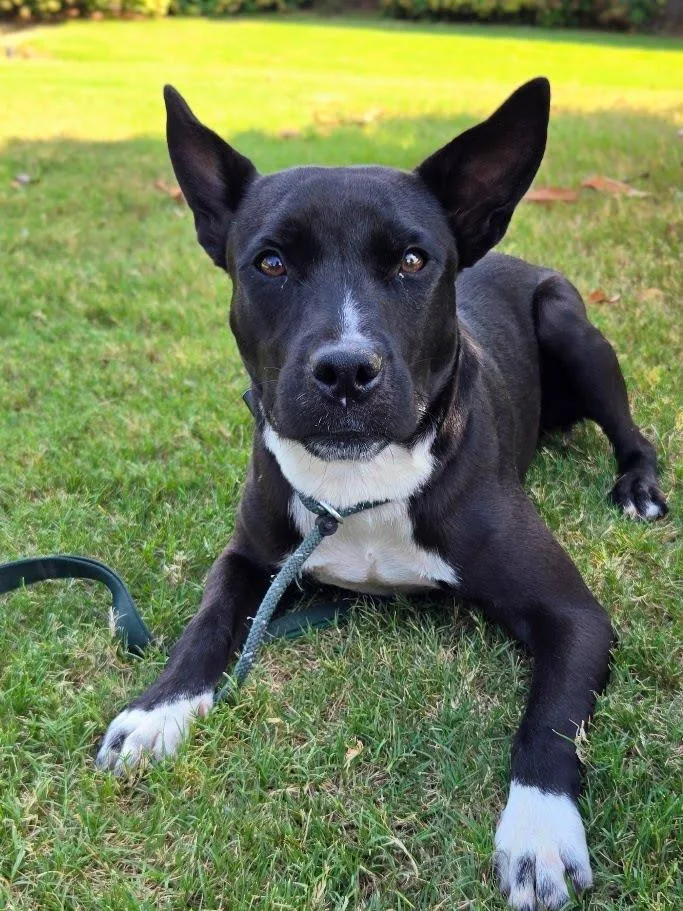 A young medium-sized female Mixed Breed dog named Valkyrie for adoption in Douglasville, GA