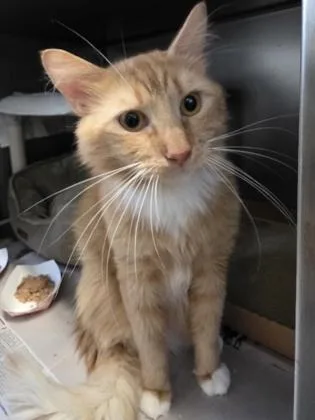 An adult small-sized male Domestic Short Hair cat named Pumpkin for adoption in Madison, NJ