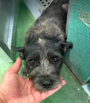 An adult small-sized male Gray / Blue / Silver Terrier dog named Tony Hawk for adoption in Cortez, CO