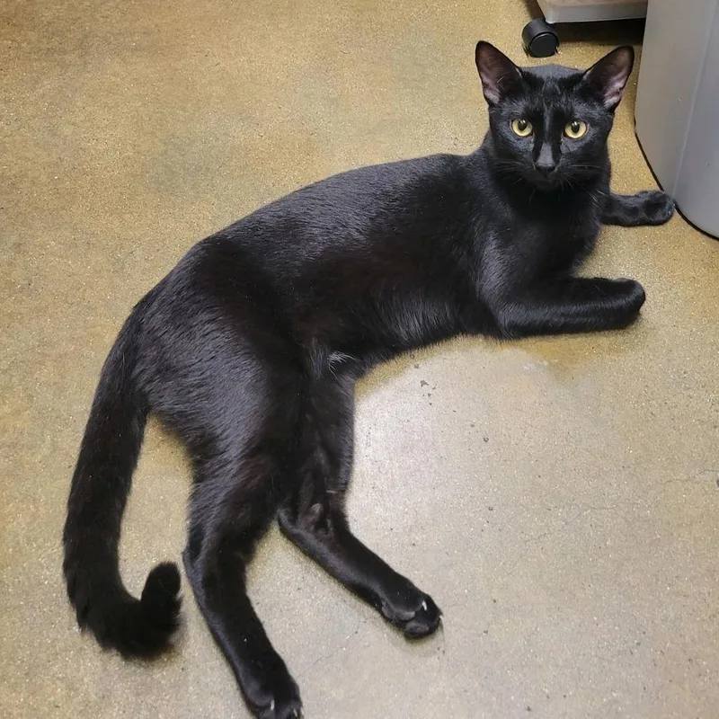 A young small-sized male Black Domestic Short Hair cat named Bruno for adoption in Hemet, CA