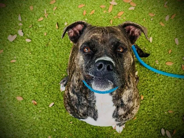 An adult medium-sized female Pit Bull Terrier dog named Miss Ruby for adoption in Orlando, FL