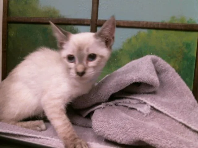 A baby small-sized male Domestic Short Hair cat named Noe for adoption in Houston, TX
