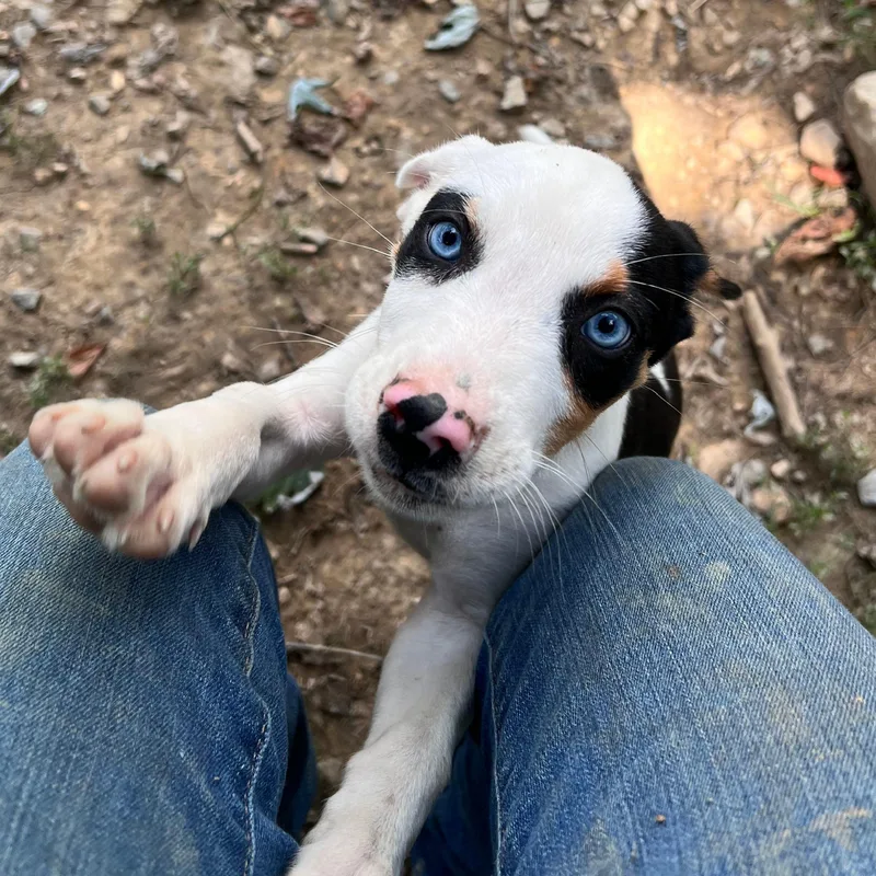 Odette Outstanding thumbnail 3