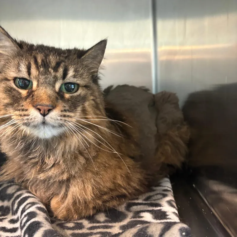 An adult small-sized female Gray / Blue / Silver Domestic Long Hair cat named Scarlett for adoption in West Des Moines, IA